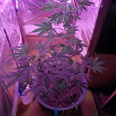 HeadCrusher growlog photo: Budding nicely