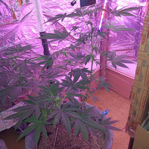 HeadCrusher growlog photo: Budding nicely