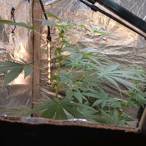 HeadCrusher growlog timeline photo