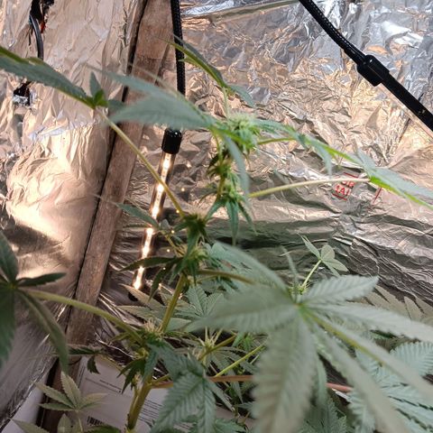 HeadCrusher growlog timeline photo