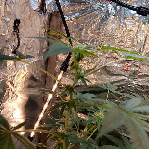HeadCrusher growlog timeline photo