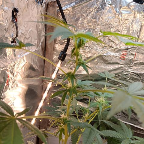 HeadCrusher growlog timeline photo
