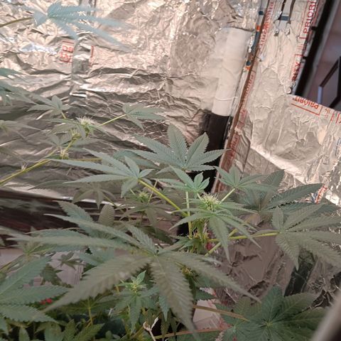 HeadCrusher growlog timeline photo
