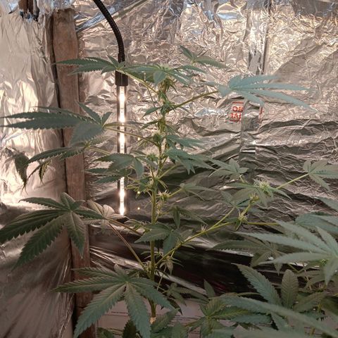 HeadCrusher growlog timeline photo