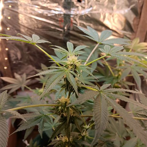 HeadCrusher growlog timeline photo