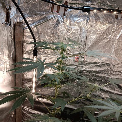 HeadCrusher growlog timeline photo
