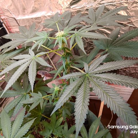 HeadCrusher growlog timeline photo