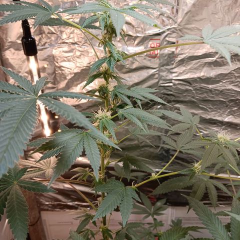 HeadCrusher growlog timeline photo