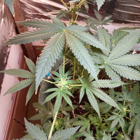 HeadCrusher growlog timeline photo