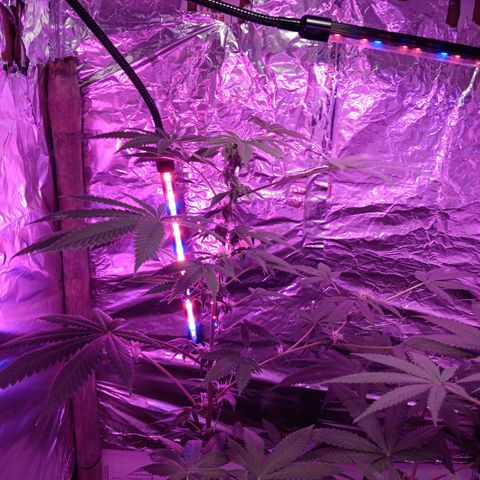 HeadCrusher growlog timeline photo