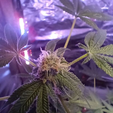 HeadCrusher growlog photo: Still very little to no smell??? 