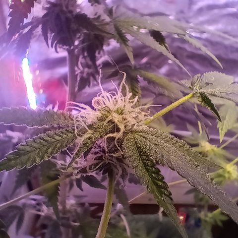 HeadCrusher growlog photo: Still very little to no smell??? 