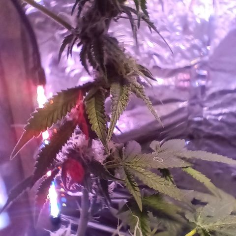 HeadCrusher growlog photo: Still very little to no smell??? 