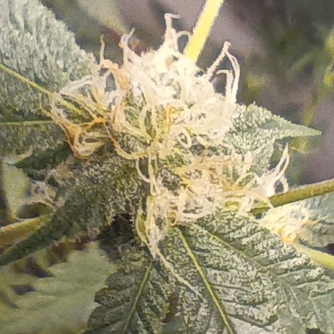 HeadCrusher growlog photo: Still very little to no smell??? 