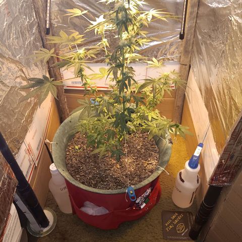 HeadCrusher growlog photo: C'mon