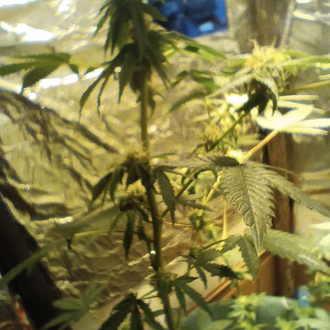 HeadCrusher growlog photo: C'mon