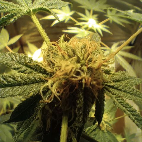 HeadCrusher growlog photo: C'mon