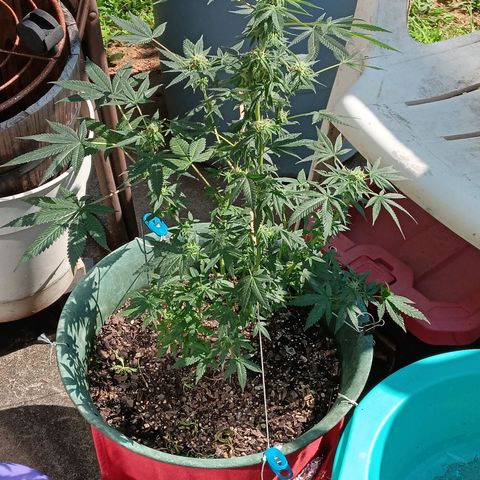 HeadCrusher growlog photo: Had a little powdery mildew pop up on me. Treated it with a couple home remedies. 9 parts water 1 part milk sprayed on leaves. Tablespoon of hydrogen peroxide to a gallon of water also sprayed on leaves. Direct sunlight suggested after. Looks ok so far..