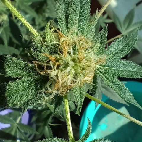 HeadCrusher growlog photo: Had a little powdery mildew pop up on me. Treated it with a couple home remedies. 9 parts water 1 part milk sprayed on leaves. Tablespoon of hydrogen peroxide to a gallon of water also sprayed on leaves. Direct sunlight suggested after. Looks ok so far..