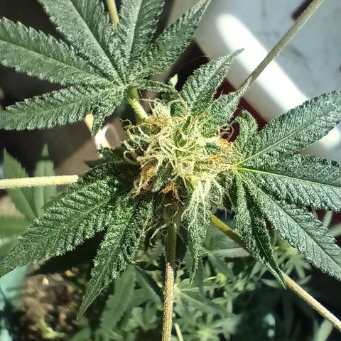 HeadCrusher growlog photo: Had a little powdery mildew pop up on me. Treated it with a couple home remedies. 9 parts water 1 part milk sprayed on leaves. Tablespoon of hydrogen peroxide to a gallon of water also sprayed on leaves. Direct sunlight suggested after. Looks ok so far..