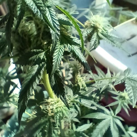 HeadCrusher growlog photo: Had a little powdery mildew pop up on me. Treated it with a couple home remedies. 9 parts water 1 part milk sprayed on leaves. Tablespoon of hydrogen peroxide to a gallon of water also sprayed on leaves. Direct sunlight suggested after. Looks ok so far..