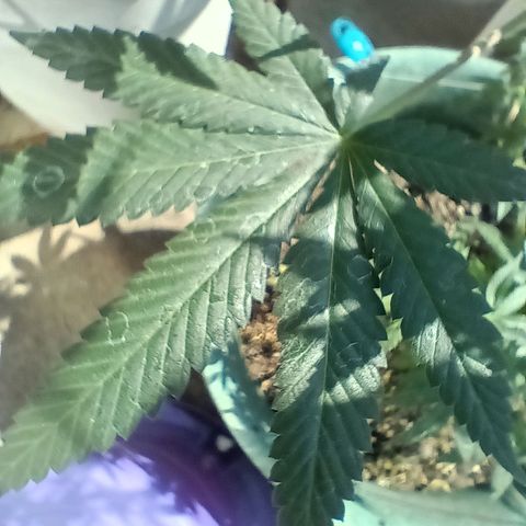HeadCrusher growlog photo: Had a little powdery mildew pop up on me. Treated it with a couple home remedies. 9 parts water 1 part milk sprayed on leaves. Tablespoon of hydrogen peroxide to a gallon of water also sprayed on leaves. Direct sunlight suggested after. Looks ok so far..