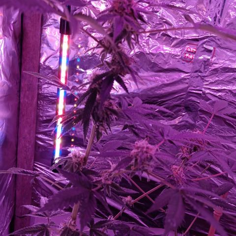 HeadCrusher growlog timeline photo