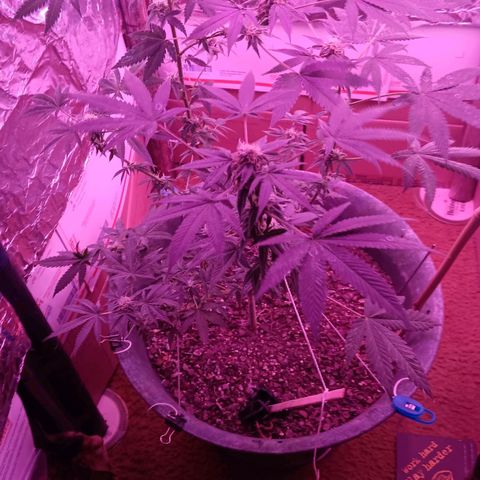 HeadCrusher growlog timeline photo