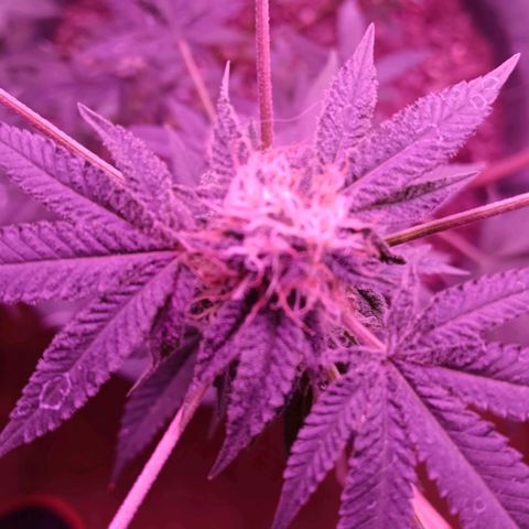 HeadCrusher growlog timeline photo