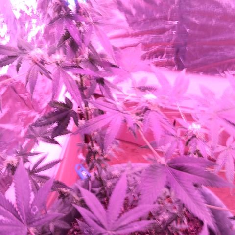 HeadCrusher growlog timeline photo
