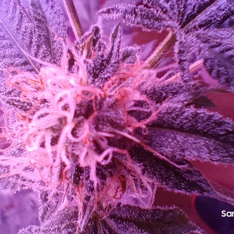 HeadCrusher growlog timeline photo