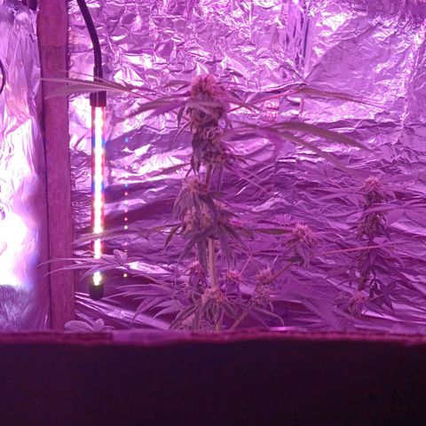 HeadCrusher growlog timeline photo