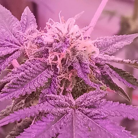 HeadCrusher growlog timeline photo