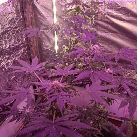 HeadCrusher growlog timeline photo