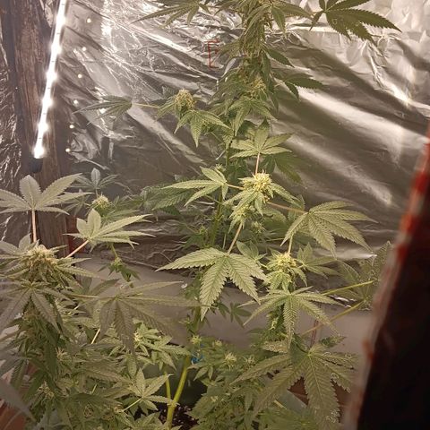 HeadCrusher growlog timeline photo