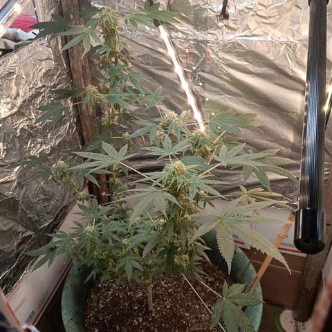 HeadCrusher growlog timeline photo