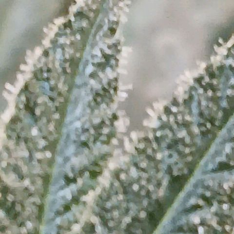HeadCrusher growlog timeline photo