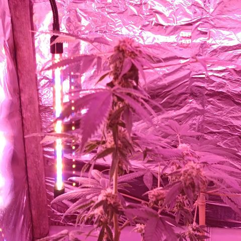 HeadCrusher growlog timeline photo