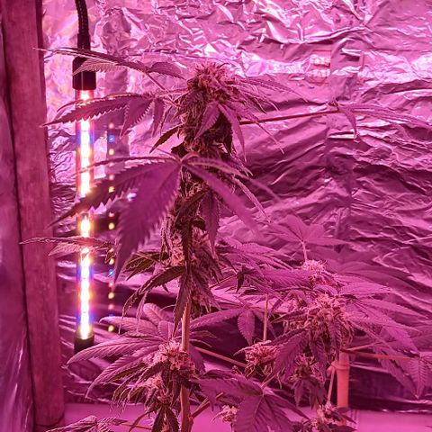 HeadCrusher growlog timeline photo