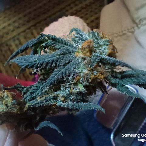 HeadCrusher growlog photo: Premature bud picking. Couldn't resist