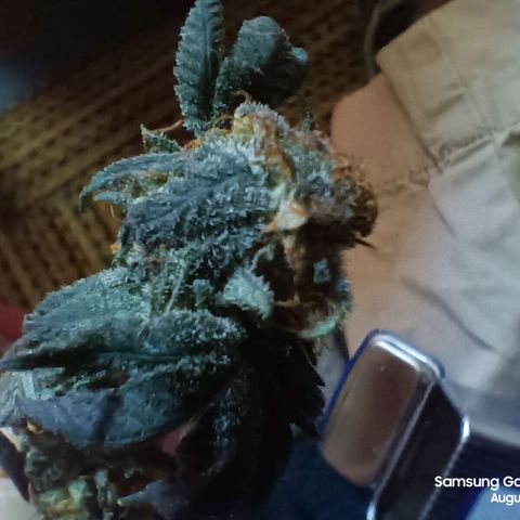 HeadCrusher growlog photo: Premature bud picking. Couldn't resist