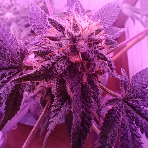 HeadCrusher growlog timeline photo