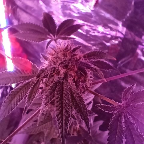 HeadCrusher growlog timeline photo