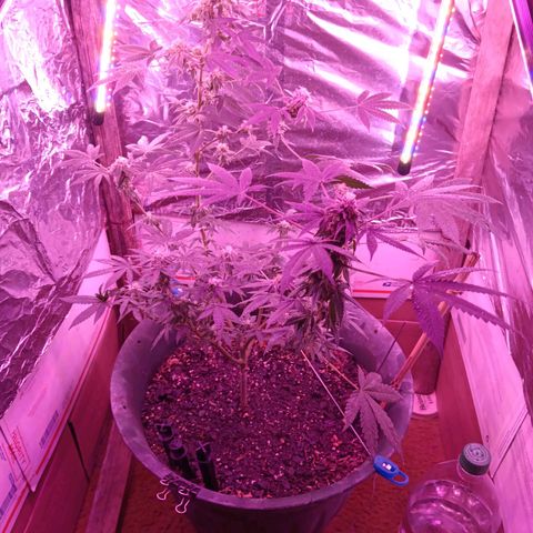 HeadCrusher growlog timeline photo