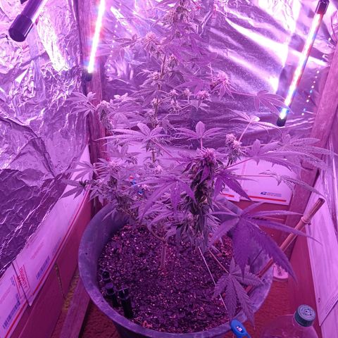 HeadCrusher growlog photo: Shouldn't be long now. I really need a better way to see triochomes. The app I'm using isn't getting it done. Need an old fashioned magnifying glass