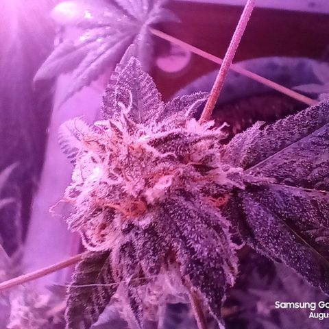 HeadCrusher growlog photo: Shouldn't be long now. I really need a better way to see triochomes. The app I'm using isn't getting it done. Need an old fashioned magnifying glass
