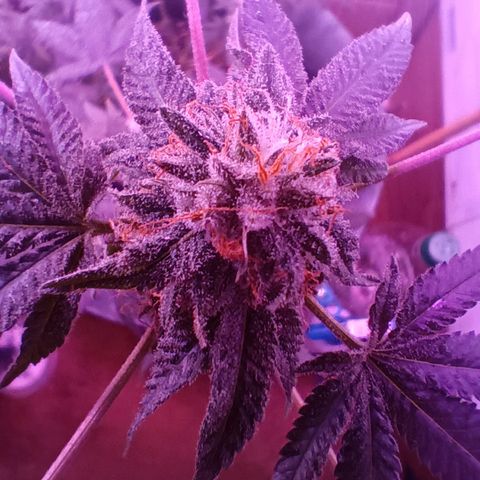 HeadCrusher growlog photo: Shouldn't be long now. I really need a better way to see triochomes. The app I'm using isn't getting it done. Need an old fashioned magnifying glass