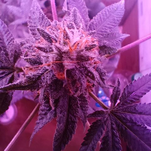 HeadCrusher growlog photo: Shouldn't be long now. I really need a better way to see triochomes. The app I'm using isn't getting it done. Need an old fashioned magnifying glass
