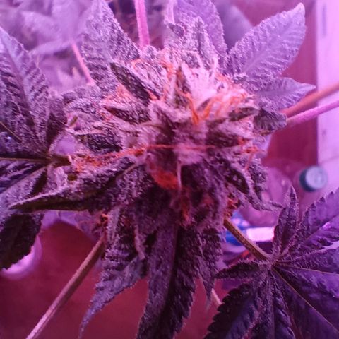 HeadCrusher growlog photo: Shouldn't be long now. I really need a better way to see triochomes. The app I'm using isn't getting it done. Need an old fashioned magnifying glass