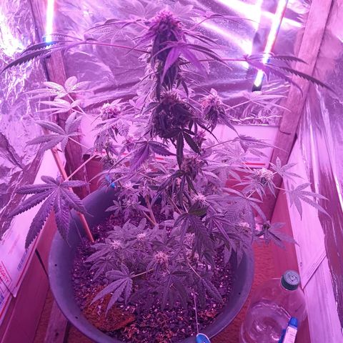 HeadCrusher growlog timeline photo